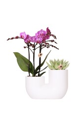 Set aus rosa Orchidee Vienna und Sukkulente im Tube-Ziertopf