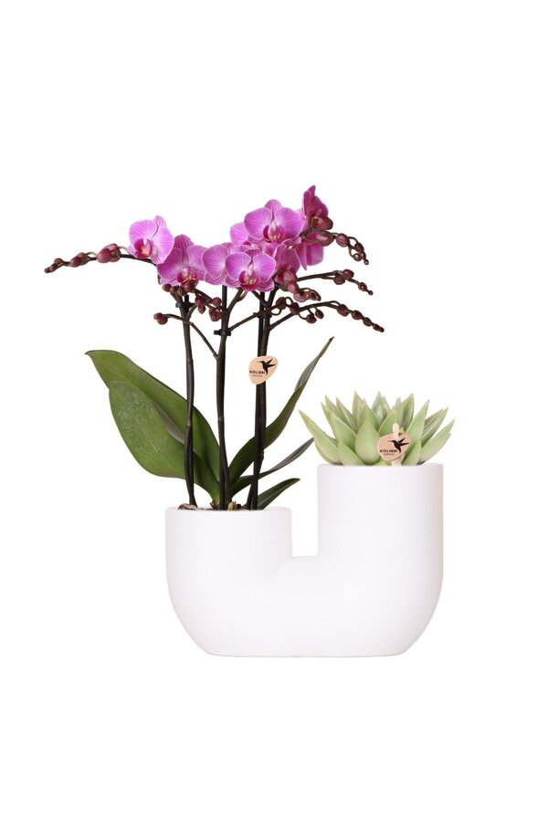 Set aus rosa Orchidee Vienna und Sukkulente im Tube-Ziertopf