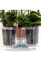 Kolibri Orchideen | Weiße Pflanze im Baumwollkorb inkl. Drei weiße Orchideen Lausanne 9cm und drei grüne Pflanzen | Jungle Bouquet Weiß mit selbstbewässerndem Wasserreservoir