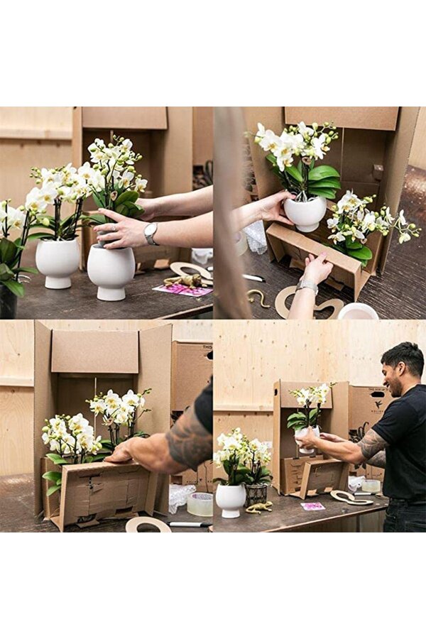 Kolibri Orchideen | Weiße Pflanze im Baumwollkorb inkl. Drei weiße Orchideen Lausanne 9cm und drei grüne Pflanzen | Jungle Bouquet Weiß mit selbstbewässerndem Wasserreservoir