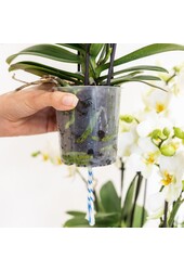 Kolibri Orchideen | Weiße Orchidee im Reedkorb inkl. Drei gebogene weiße Orchideen Niagara Herbst 12 cm | Mono-Bouquet weiß mit selbstversorgendem Wasserreservoir