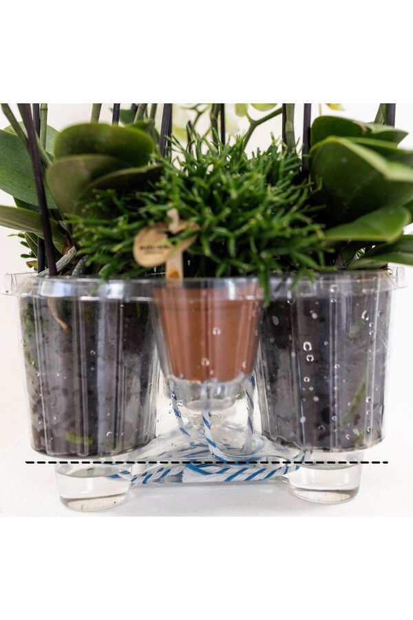 Kolibri Orchideen | Weiße Orchidee im Reedkorb inkl. Drei gebogene weiße Orchideen Niagara Herbst 12 cm | Mono-Bouquet weiß mit selbstversorgendem Wasserreservoir