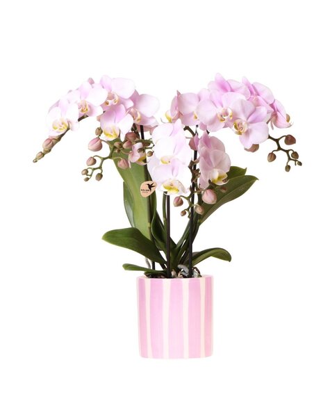Kolibri Orchids Kolibri-Orchideen | Rosa Phalaenopsis-Orchidee Portugal + Painted Stripe Topf rosa – Topfgröße Ø9cm | blühende Zimmerpflanze – frisch vom Züchter