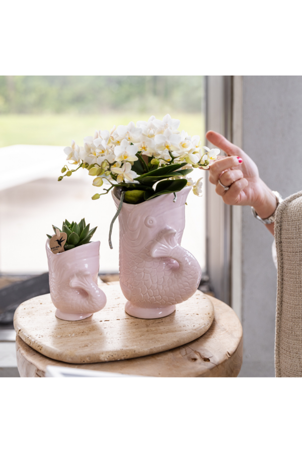 Kolibri-Orchideen | Weiße Orchidee 'Nazaré' + Fischtopf rosa - Topfgröße Ø9cm | blühende Zimmerpflanze – frisch vom Züchter