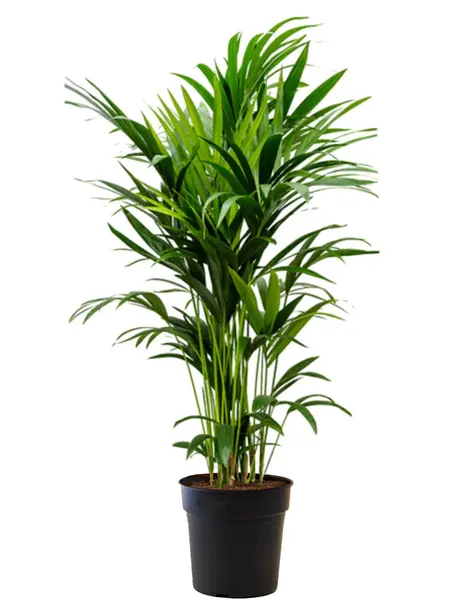 Mineral| Kentia-Palme