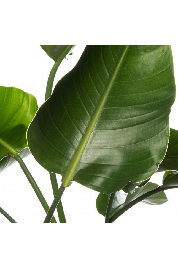 Strelitzia in Mineral Vase