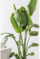 Strelitzia im Mineral-Topf