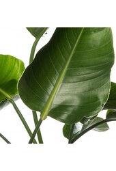 Strelitzia im Mineral-Topf