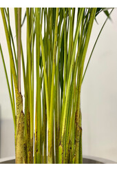 Areca in Mineral Vase