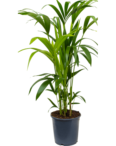 Mineral | Kentia-Palme