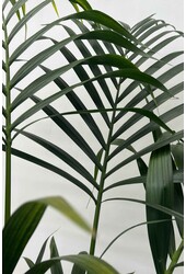 Kentia-Palme im Mineral-Topf