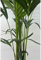 Kentia-Palme im Mineral-Topf