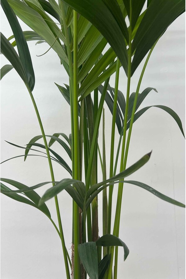 Kentia-Palme im Mineral-Topf