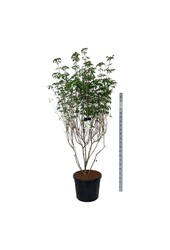 Hartriegel Cornus kousa Milky Way