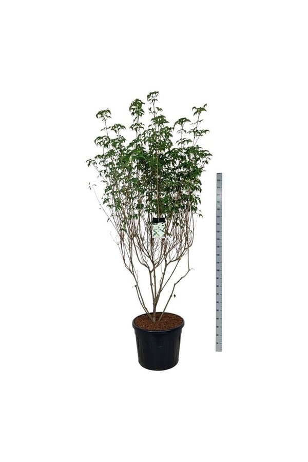 Hartriegel Cornus kousa Milky Way