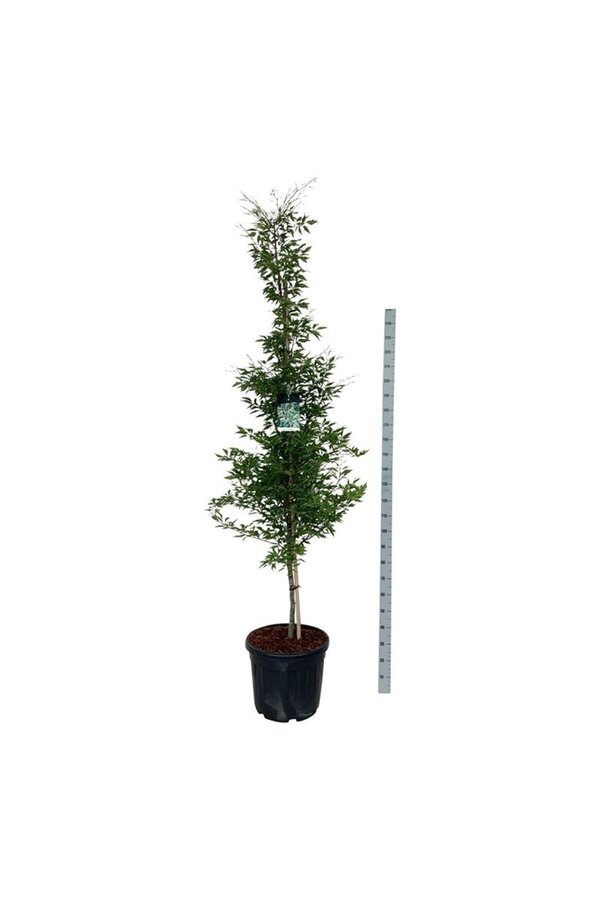 Buchenbaum Fagus Aspleniifolia