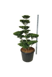 Ilex crenata Blondie