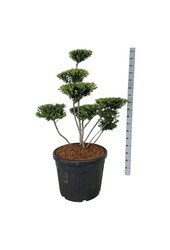 Ilex crenata Grüne Hecke