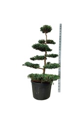 Zypresse Juniperus Grey Owl