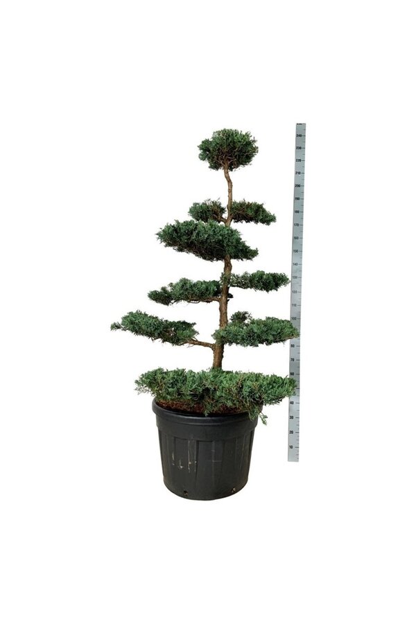 Zypresse Juniperus Grey Owl