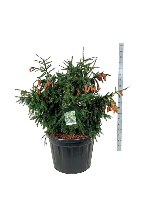 Weißtanne Picea abies Acrocona