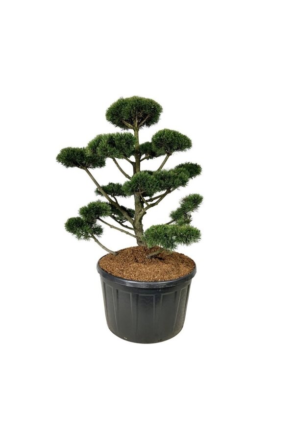 Kiefer Pinus mugo Gnom