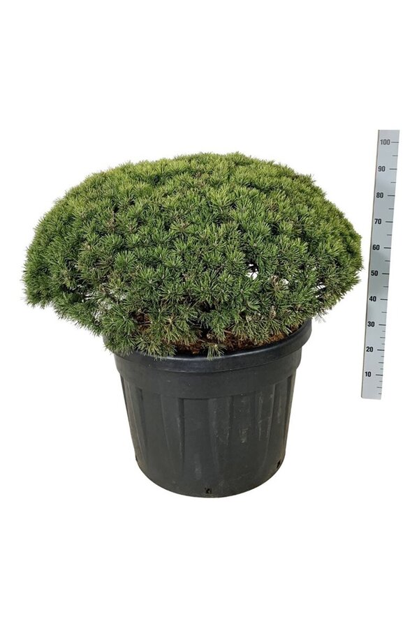 Kiefer Pinus mugo Mops