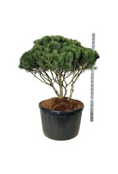 Kiefer Pinus mugo mughus