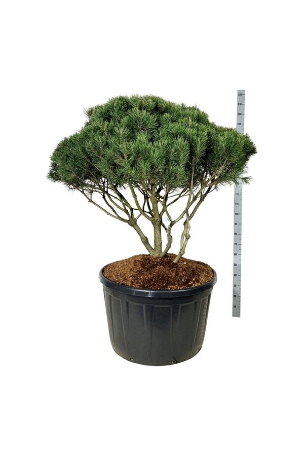 Kiefer Pinus mugo mughus