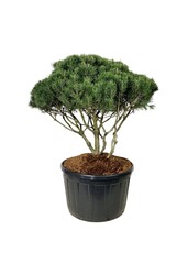 Kiefer Pinus mugo mughus