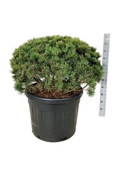 Kiefer Pinus mugo Mumpitz