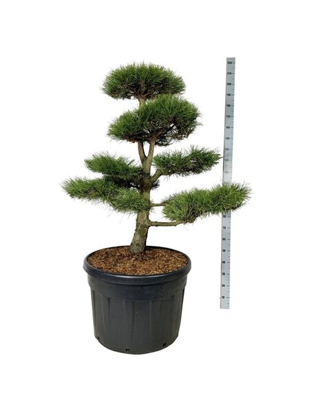 Pinus