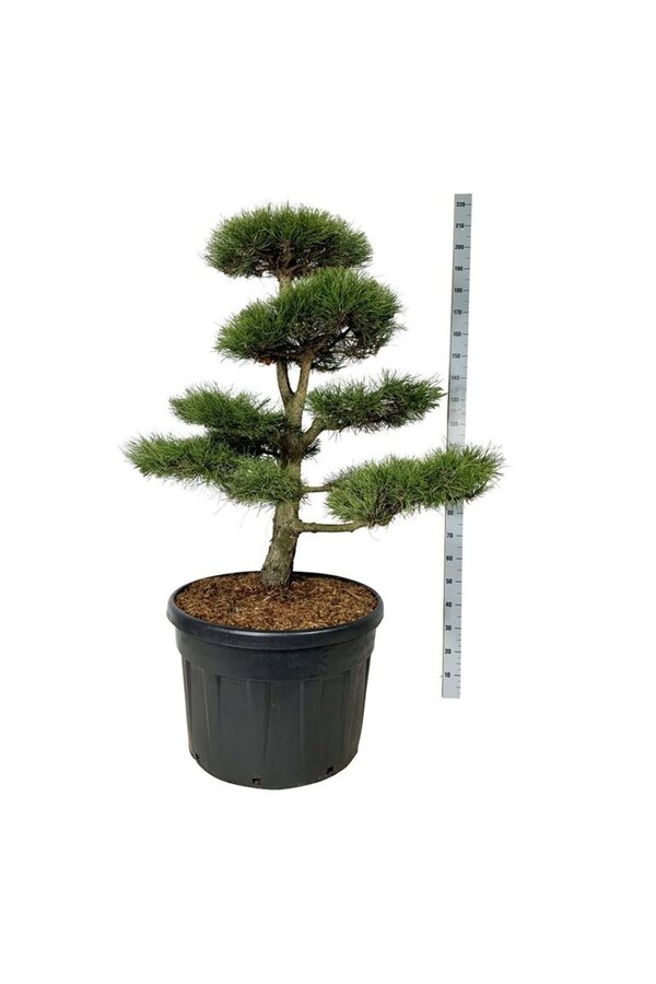 Kiefer Pinus nigra nigra