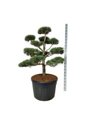 Kiefer Pinus sylvestris