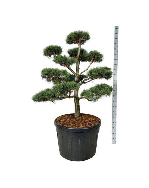 Pinus