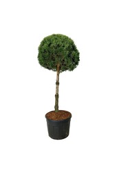 Kiefer Pinus sylvestris