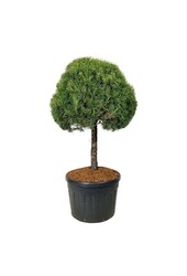 Kiefer Pinus sylvestris