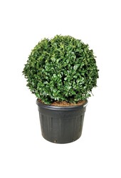 Portugiesischer Lorbeer Prunus Ani PBR