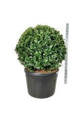Portugiesischer Lorbeer Prunus Ani PBR