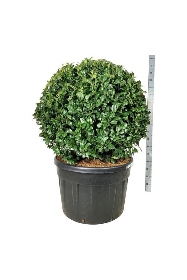 Portugiesischer Lorbeer Prunus Ani PBR