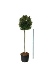 Portugiesischer Lorbeer Prunus Brenelia PBR