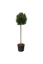 Portugiesischer Lorbeer Prunus Brenelia PBR