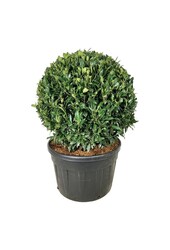 Portugiesischer Lorbeer Prunus Herbergii