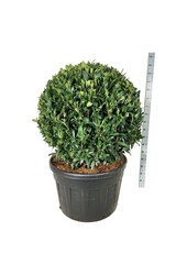 Portugiesischer Lorbeer Prunus Herbergii