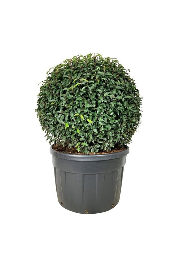 Portugiesischer Lorbeer Prunus Angustifolia