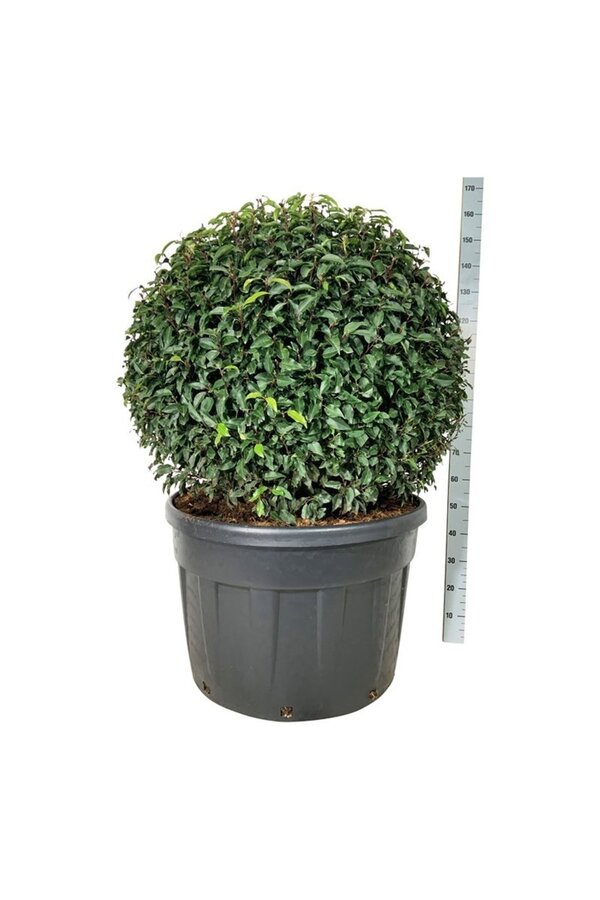 Portugiesischer Lorbeer Prunus Angustifolia