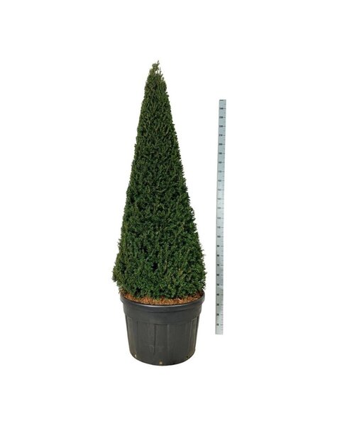 Taxus