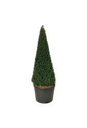 Eibe Taxus baccata