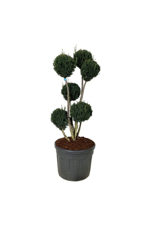 Eibe Taxus media Brownii