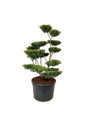 Ilex crenata Green Lustre